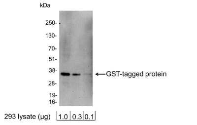 Western Blot: GST Epitope Tag Antibody [HRP] [NB600-388] - 1.0, 0.3, or 0.1 ug of 293 cell lysate expressing a GST-tag fusion protein. Antibody used at 0.2 ug/ml (1:5,000).